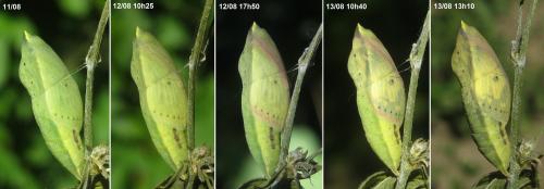 Réf. 308 179 : Colias hyale